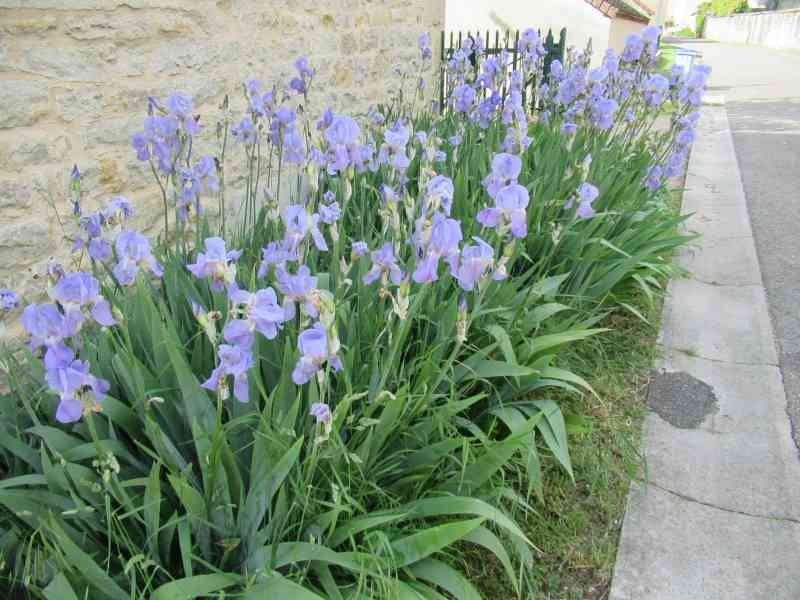 Parterre d'Iris