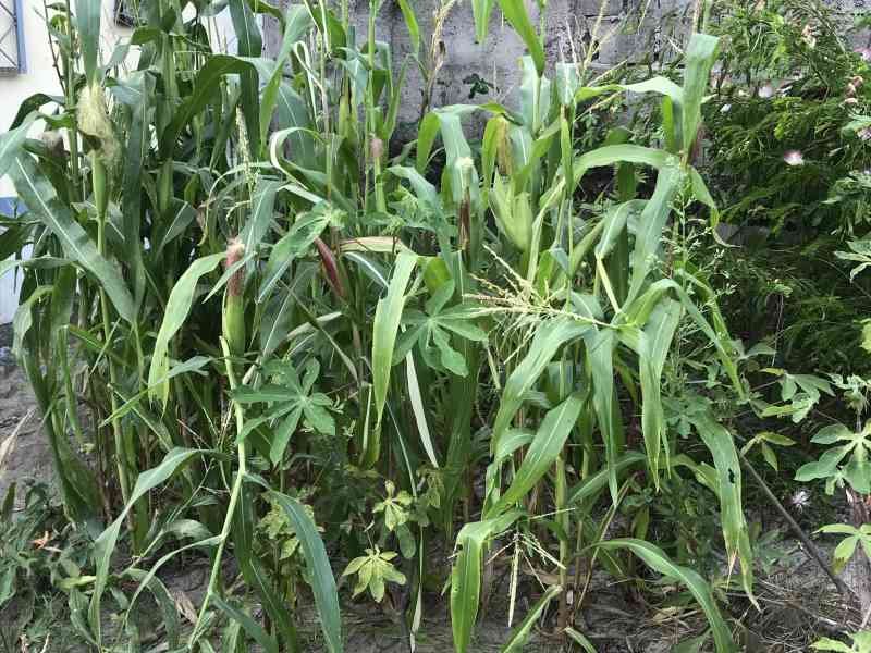 Un champ de maïs photo gratuite