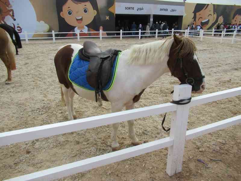 Lewitzer au Poney club pour enfants dans un salon du cheval