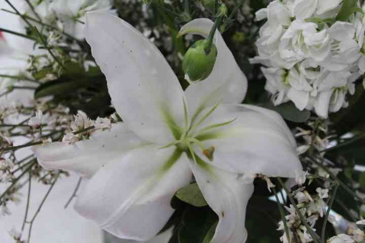 Fleur de Lys de Pâques, photo gratuite