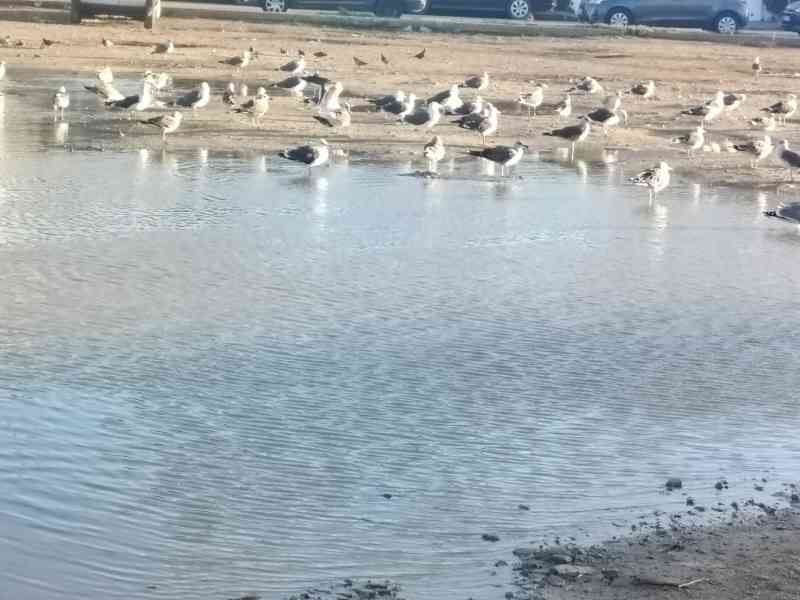 Birds gathered around a large puddle, free photo