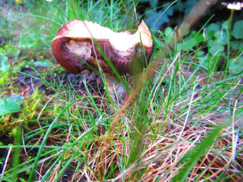 Champignon qui pousse dans les herbes photo gratuite