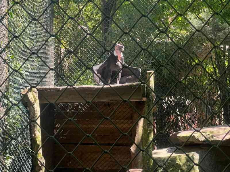 Condor des Andes perché dans son enclos, photo gratuite