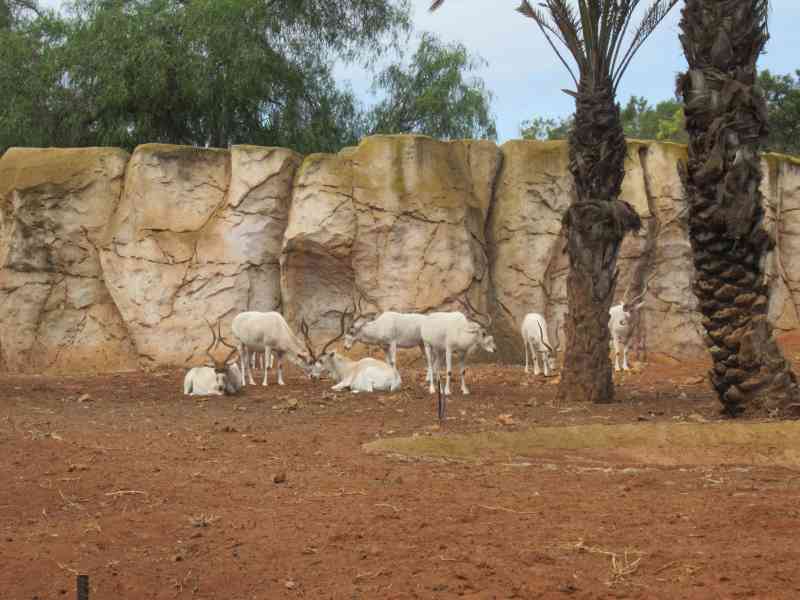 Troupeau d'addax au zoo de Rabat au Maroc