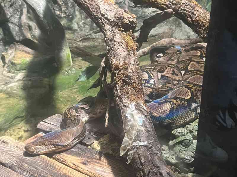 Python réticulé sous une branche, Zoo d'Amneville, Moselle, Lorraine, photo gratuite