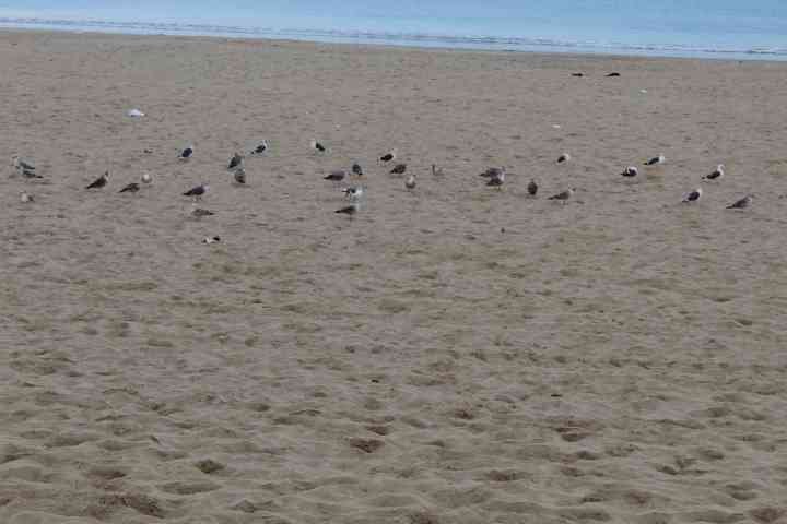 Mouettes sur une plage sablonneuse avec la mer en arrière-plan photo gratuite