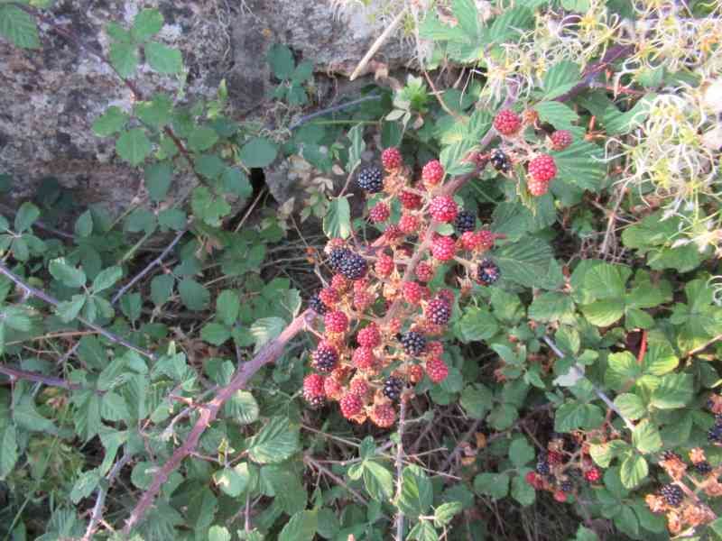 Des mûres, les fruits de la ronce, photo gratuite