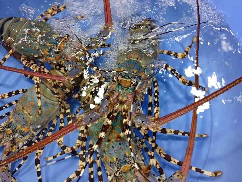 Des langoustes, Vietnam, photo gratuite