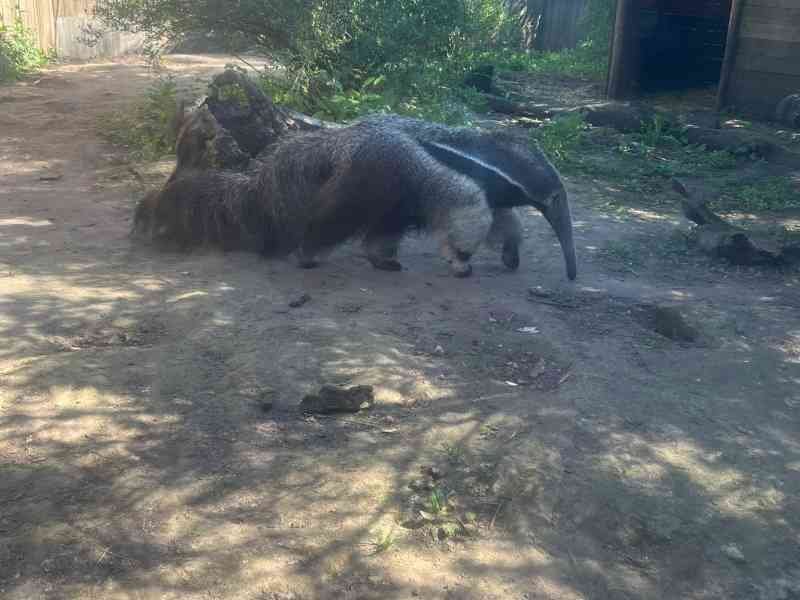 Fourmilier, Zoo d'Amneville, Moselle, Lorraine, photo gratuite