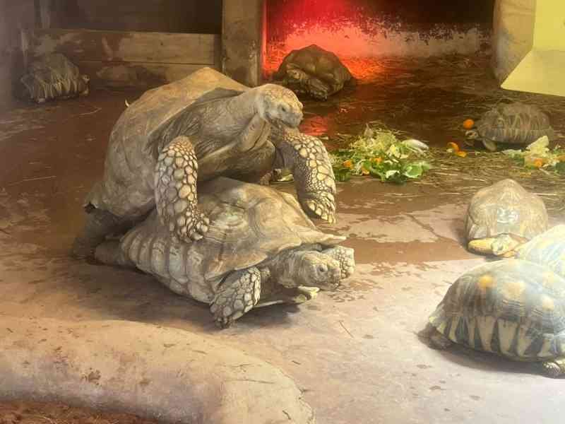 Accouplement de tortues sillonnées, Zoo d'amneville, Moselle, Lorraine, photo gratuite