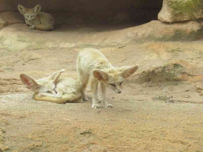 Fennec Renards près de leur tanière au zoo de Rabat