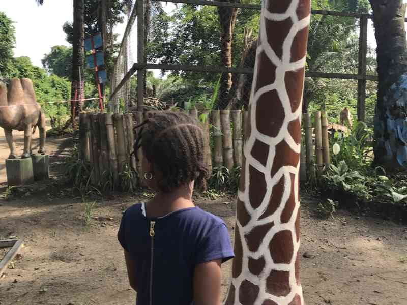A girl in the park watching the camels