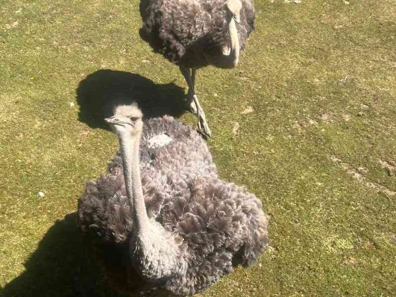 Autruches, Zoo d'Amneville, Moselle, Lorraine, photo gratuite