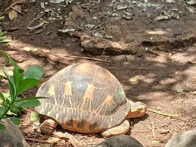 Tortue à l'Île de la Réunion, photo gratuite