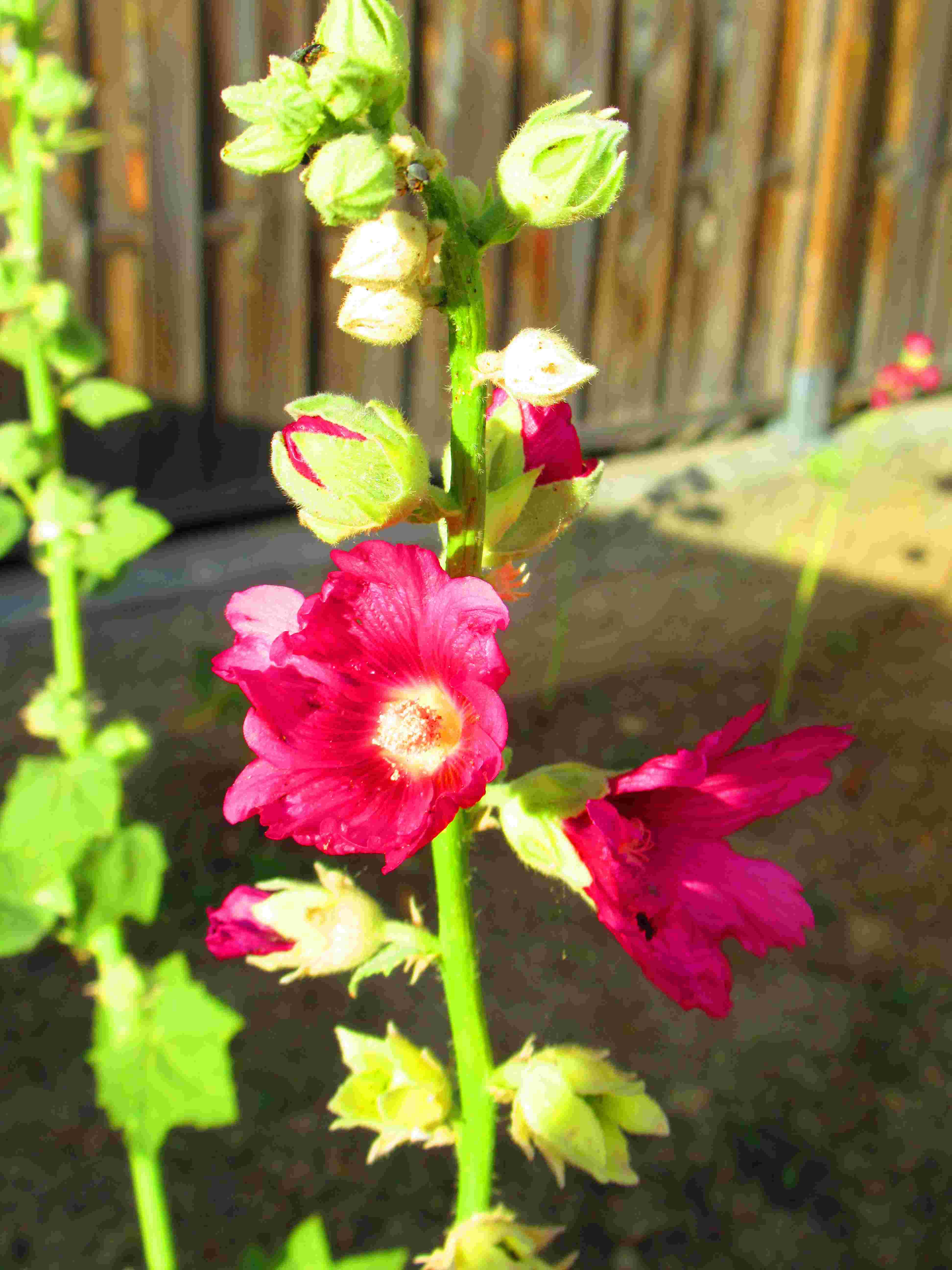 Rose trémière