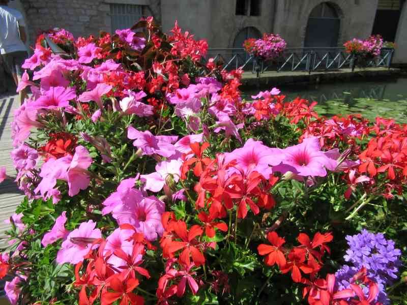 A profusion of well-kept colorful flowers