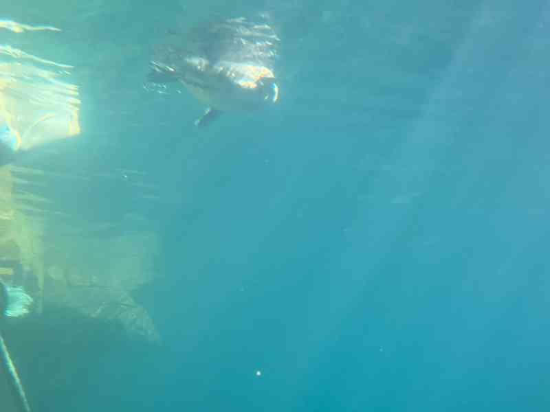 Manchot nageant sous l'eau, Zoo d'Amneville, Lorraine, Moselle, photo gratuite