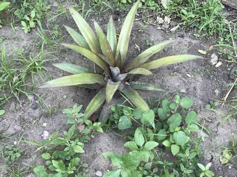 Ananas plante herbacée photo gratuite