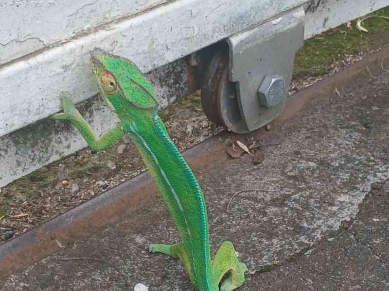 Lézard, photo gratuite