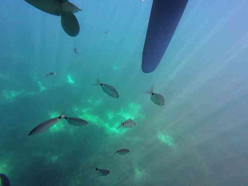 Des poissons nageant sous l'eau, photo gratuite
