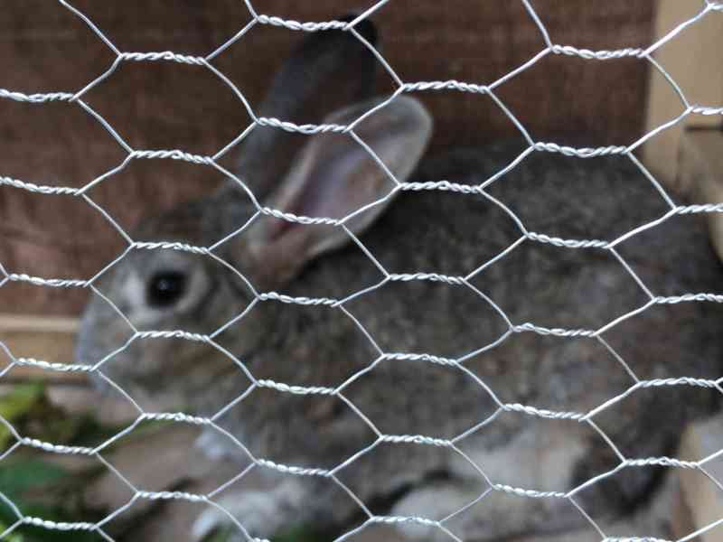 La nutrition chez les lapins photo gratuite