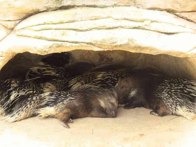 Gros plan sur un terrier de Porcs-épics au zoo de Rabat au Maroc
