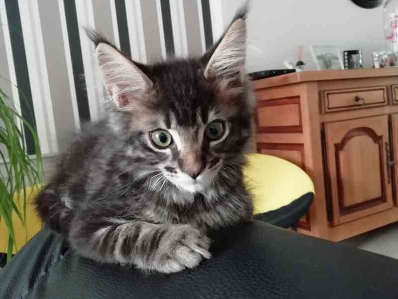 Chat noir, photo gratuite