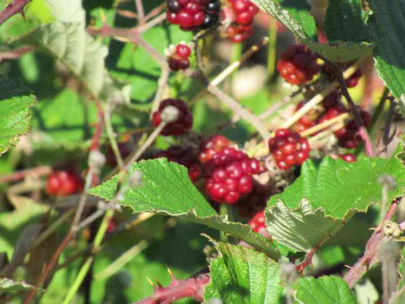 Fruit du mûrier