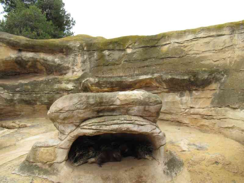Terrier de porcs-épics au zoo de Rabat au Maroc