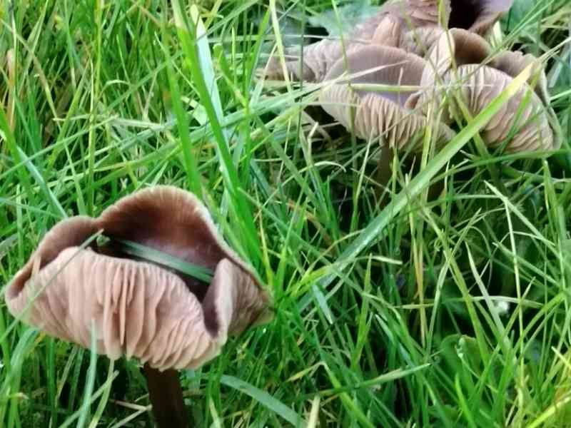 Les champignons, photo gratuite