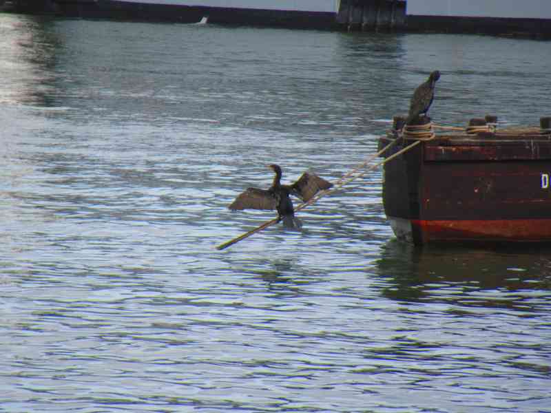 Cormoran à cou brun sur une corde