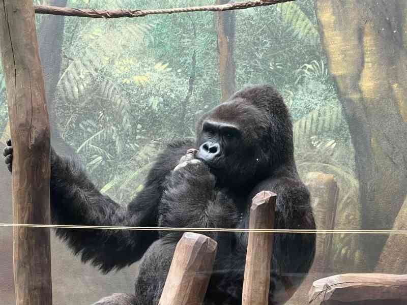 Gorille, Zoo d'Amneville, Moselle, Lorraine, photo gratuite