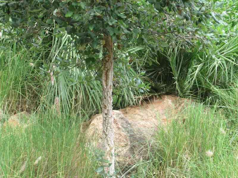 Grand caillou dans les herbes du zoo de Rabat au Maroc