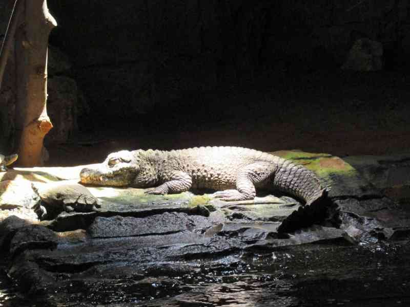 Un crocodile reposant au bord de l'eau photo gratuite