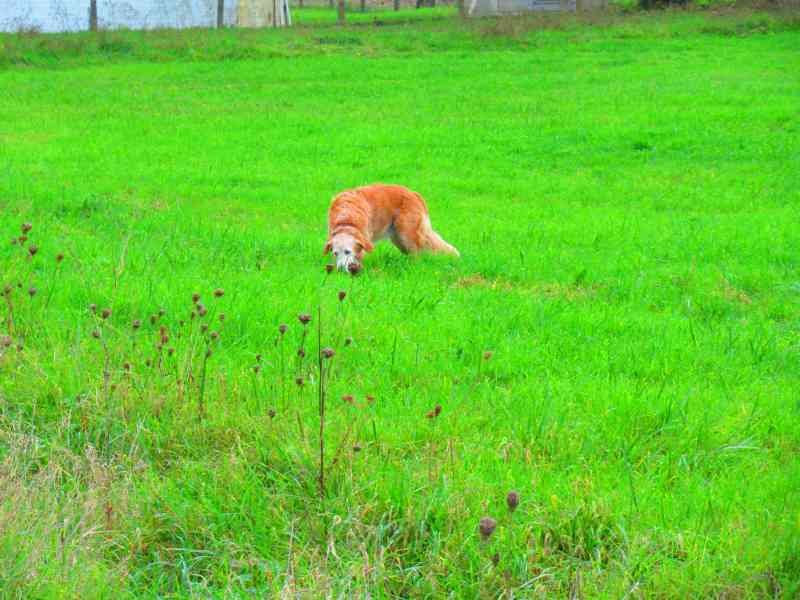 Vue d'un chien de race Golden Retriever qui traine sur une pelouse photo gratuite
