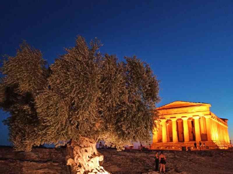 L’Oliveira millénaire devant le temple de la Concorde photo gratuite