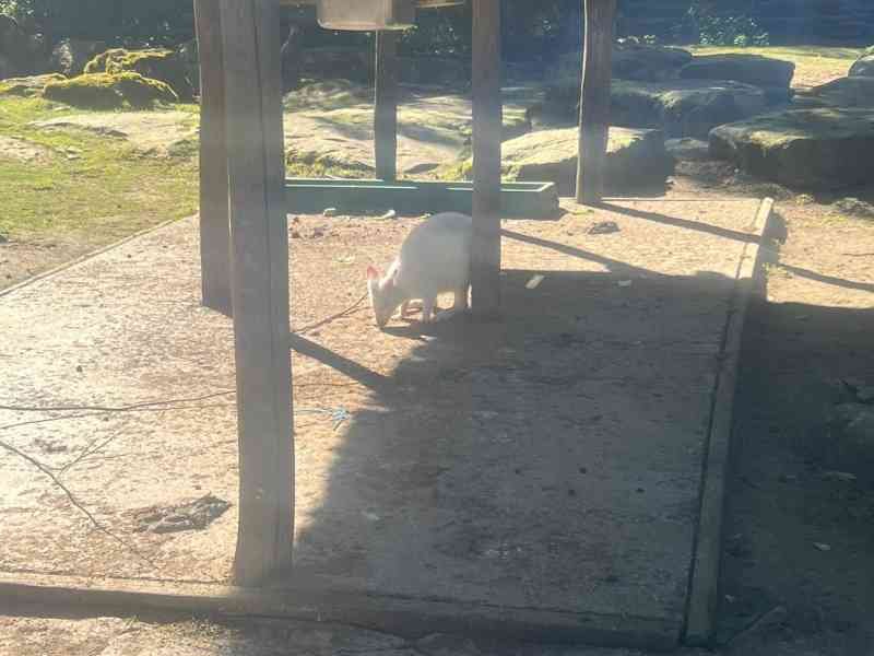 Wallaby albinos, Zoo d'Amneville, Lorraine, Moselle, photo gratuite
