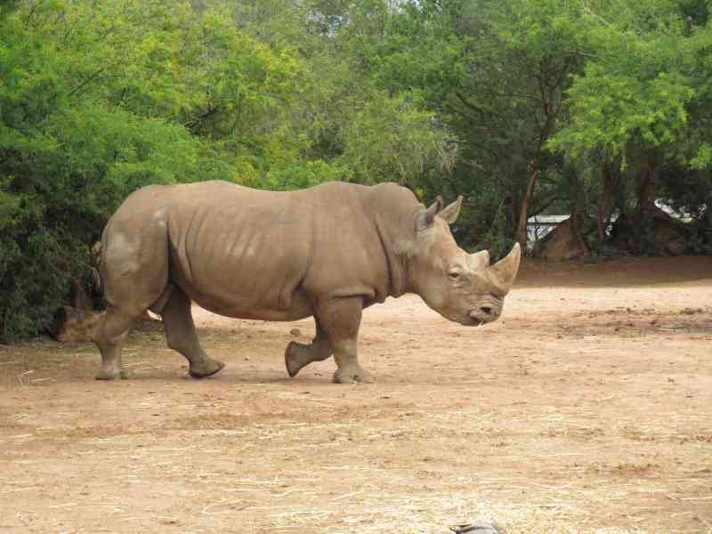 Rhinocéros blanc du zoo de Rabat au Maroc