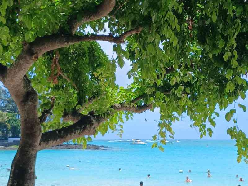 Paysage de plage tropicale à l'Île de la Réunion, un arbre, photo gratuite