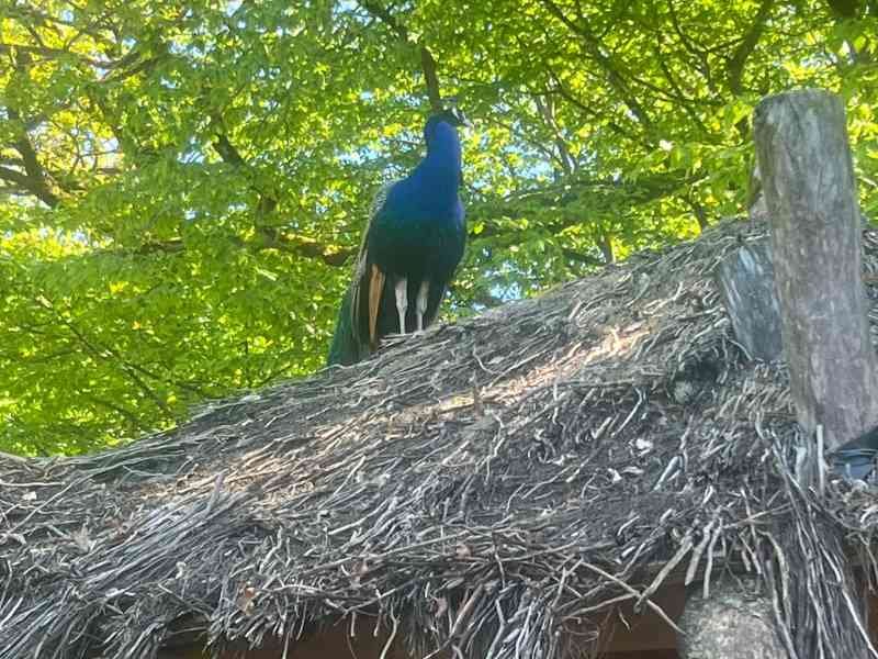 Paon, Zoo d'Amneville, Moselle, Lorraine, photo gratuite