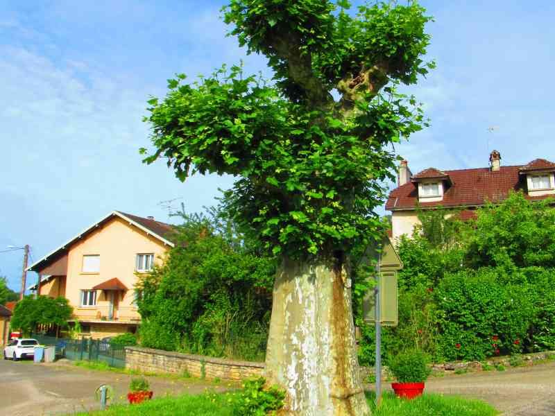 Un arbre au milieu de la rue, un platane, photo gratuite