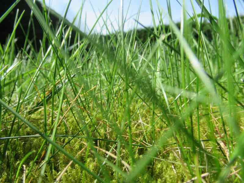 Des herbes, pelouse, photo gratuite