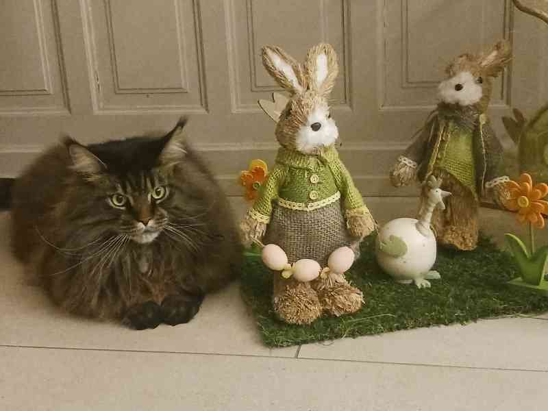 A domestic cat sitting next to Easter decorations, a rabbit, and a figurine. Free photo.