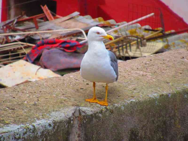 Oiseau Goéland leucophée sur un béton photo gratuite