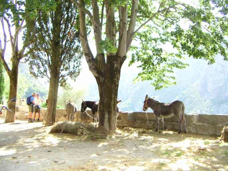 Promeneurs et mulets au repos