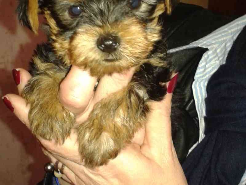 Chiot Yorkshire Terrier, photo gratuite