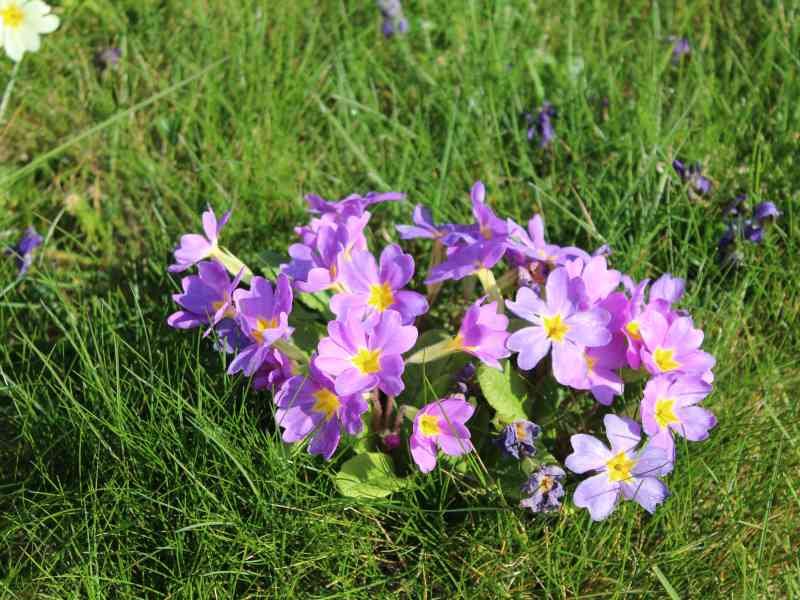 Primevères, fleurs, photo gratuite
