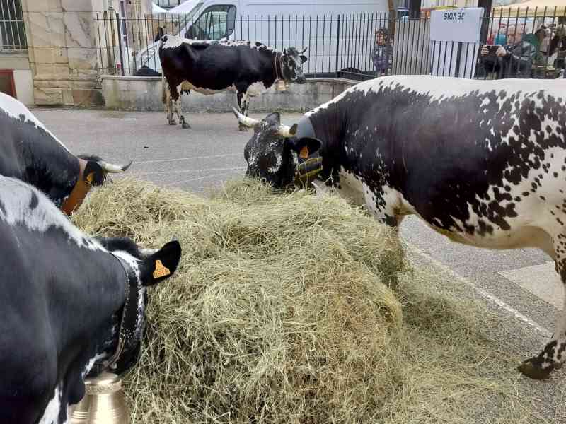 Vaches de race vosgienne