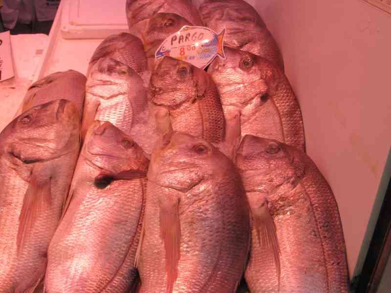 Poissons vivaneau, photo gratuite