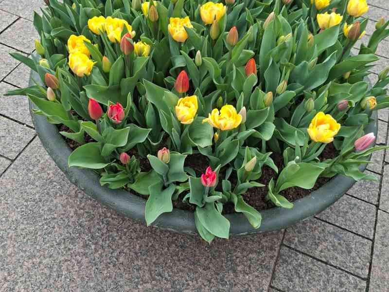 Tulipes, photo gratuite